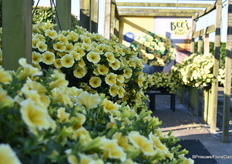 Een Bee's Knees entree op Florensis locatie waar PanAmerican en Volz Horticulture hun highlights presenteerden. Bee's Knees won de FleuroStar award 2022.